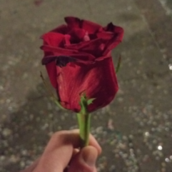 Accompagnatore gigolo Mrgrosso