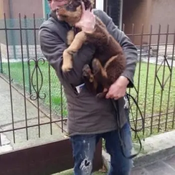 Accompagnatore gigolo Arca