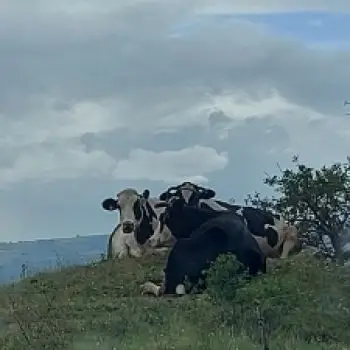 Accompagnatore gigolo Newrocco