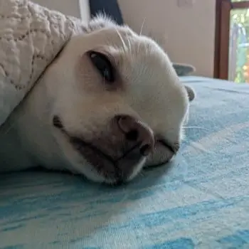 Accompagnatore gigolo Alessandro