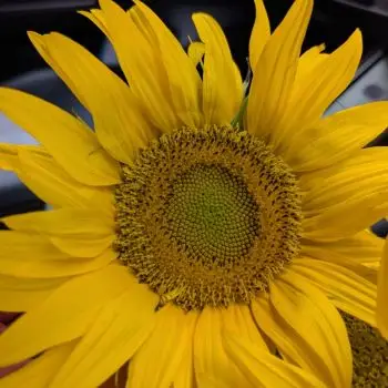 Accompagnatore gigolo Alessandro