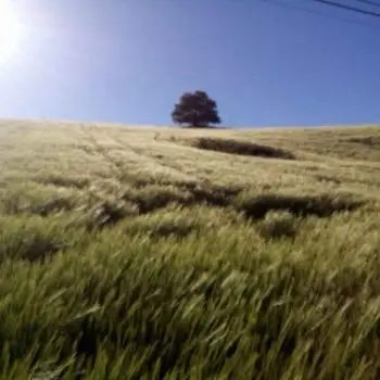 Accompagnatore gigolo Newrocco