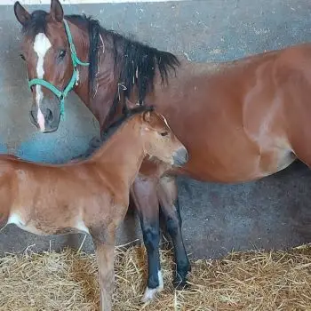 Accompagnatore gigolo Newrocco