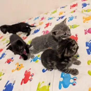 Accompagnatore gigolo Alessandro