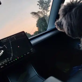 Accompagnatore gigolo Alessandro