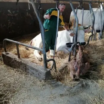 Accompagnatore gigolo Newrocco