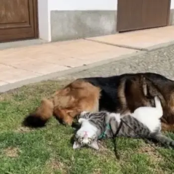 Accompagnatore gigolo Kevinh