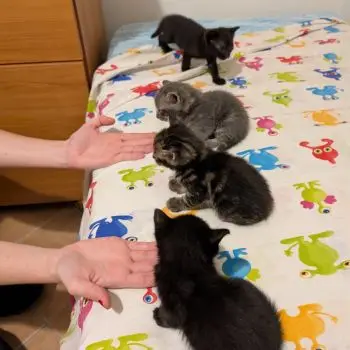 Accompagnatore gigolo Alessandro