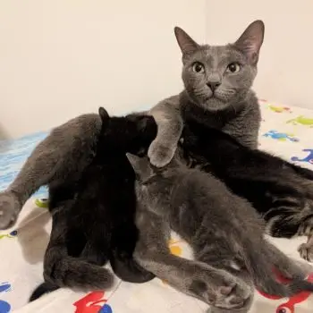 Accompagnatore gigolo Alessandro