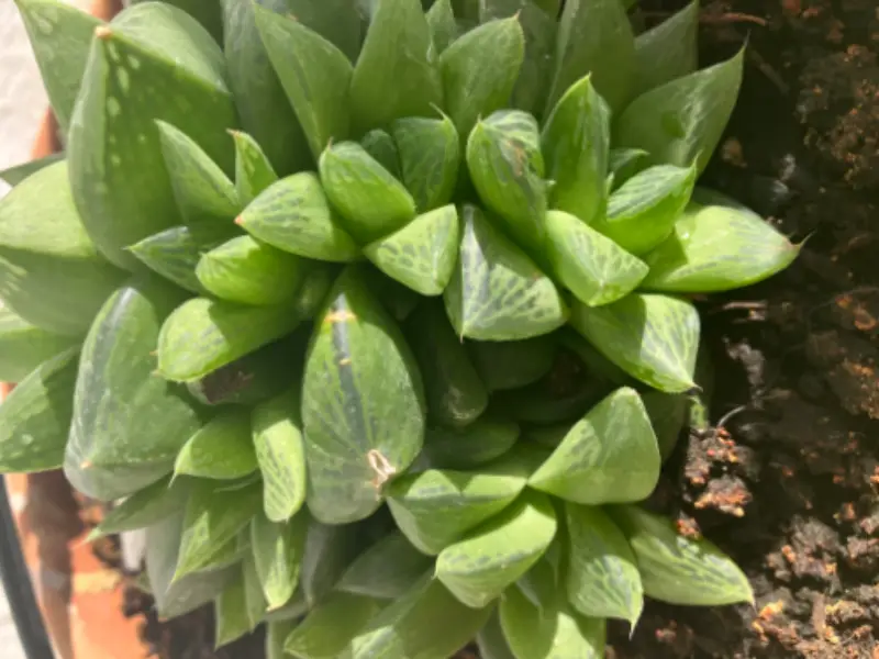 Accompagnatore gigolo Danieles